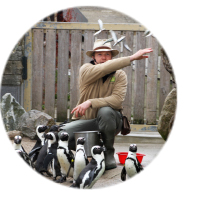 Zoowärter bei der Pinguinfütterung
