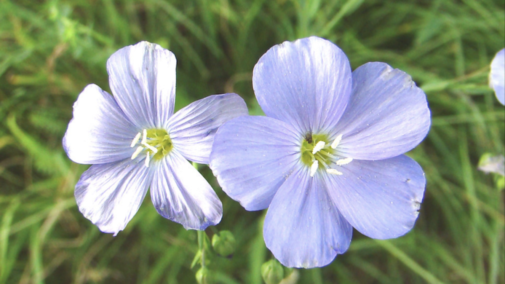 Blühender Blauer Lein