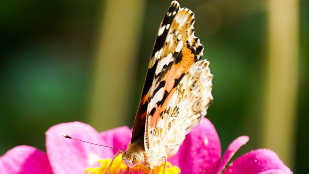 Schmetterling auf Blüte. Foto Antje Schade