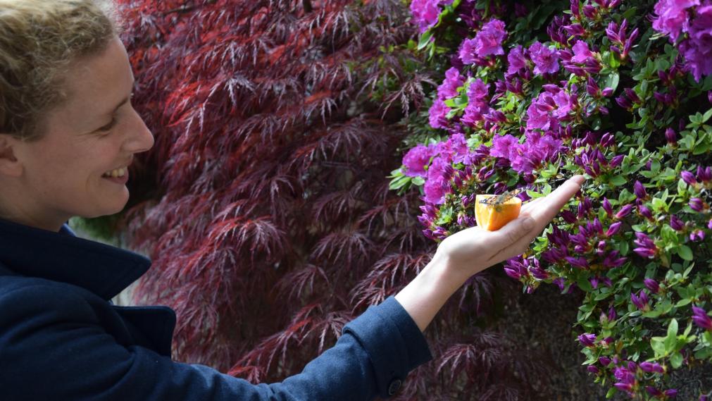 Frau am Blütenstrauch mit Orangenviertel in der Hand